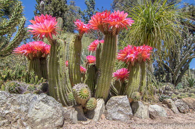 arizona garden